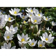 Сангвинария Sanguinaria